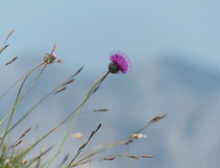 Tablou canvas : Carduus [3]