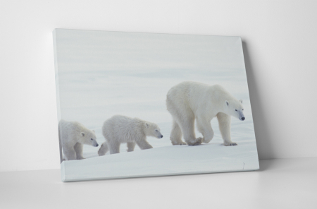 Animale - Tablou canvas : Familie de ursi polari