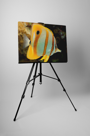 Tablou canvas : Pestisor [2]