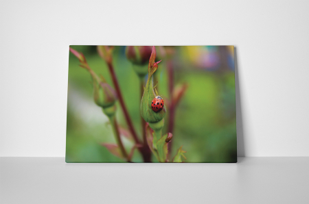 Tablou canvas : Buburuza pe trandafir [1]