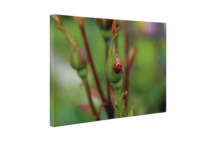 Tablou canvas : Buburuza pe trandafir [4]