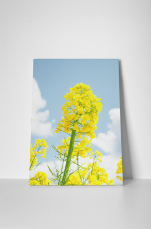 Tablou canvas : Floare de rapita [1]