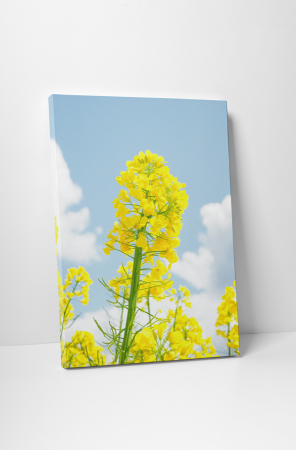 Natură - Tablou canvas : Floare de rapita