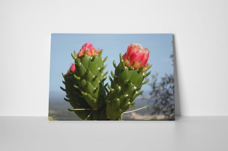 Tablou canvas : Cactus inflorit [1]
