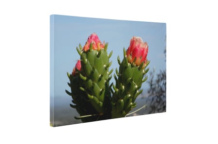 Tablou canvas : Cactus inflorit [4]