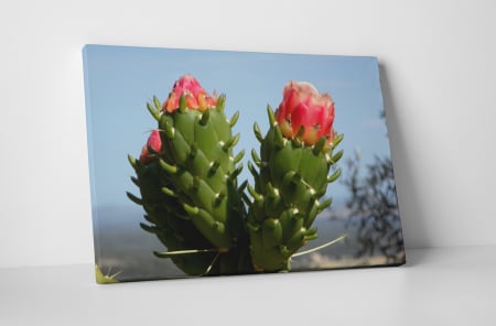 Tablouri Canvas - Tablou canvas : Cactus inflorit