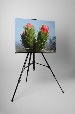 Tablou canvas : Cactus inflorit [2]