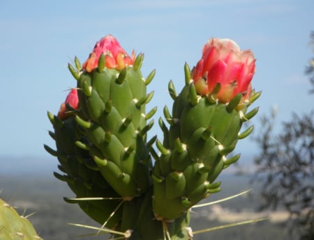 Tablou canvas : Cactus inflorit [3]