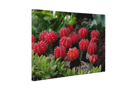 Tablou canvas : Cactusi [4]