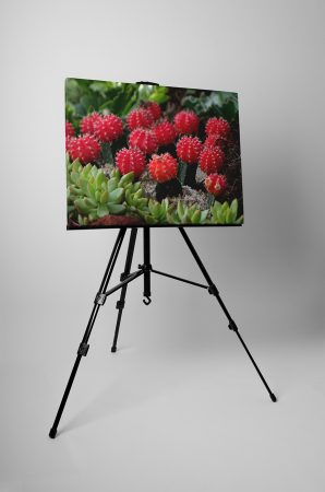 Tablou canvas : Cactusi [2]