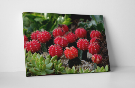 Tablouri Canvas - Tablou canvas : Cactusi