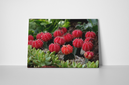 Tablou canvas : Cactusi [1]