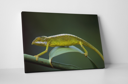 Animale - Tablou canvas : Cameleon