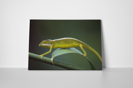 Tablou canvas : Cameleon [1]