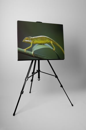 Tablou canvas : Cameleon [2]