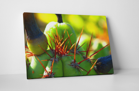 Tablouri Canvas - Tablou canvas : Cactus ciudat