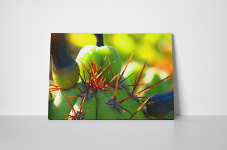 Tablou canvas : Cactus ciudat [1]