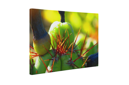 Tablou canvas : Cactus ciudat [4]
