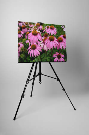 Tablou canvas : Echinaceea [2]