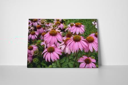 Tablou canvas : Echinaceea [1]