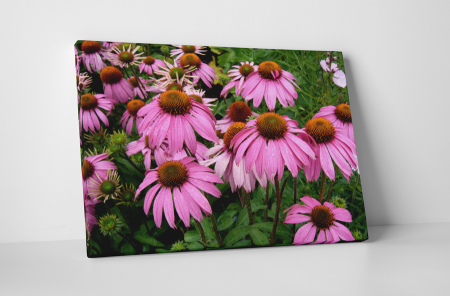 Tablouri Canvas - Tablou canvas : Echinaceea