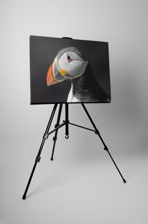 Tablou canvas : Papagal de mare [2]