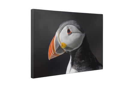 Tablou canvas : Papagal de mare [4]