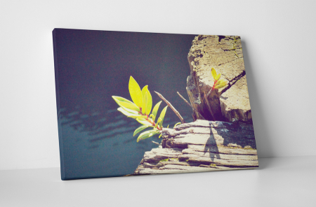Natură - Tablou canvas : Viata inflorita