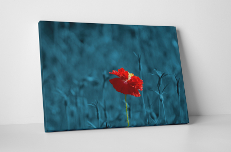 Tablouri Canvas - Tablou canvas : Floare speciala