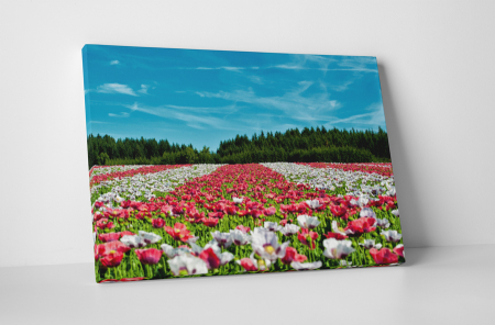 Tablouri Canvas - Tablou canvas : Campul colorat