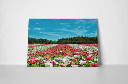Tablou canvas : Campul colorat [1]