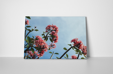 Tablou canvas : Flori marunte roz [1]