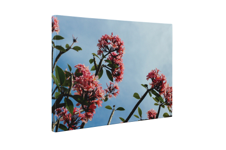 Tablou canvas : Flori marunte roz [4]