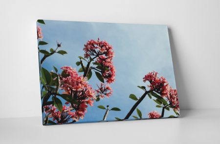 Natură - Tablou canvas : Flori marunte roz