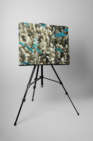 Tablou canvas : Pestisori si corali [2]