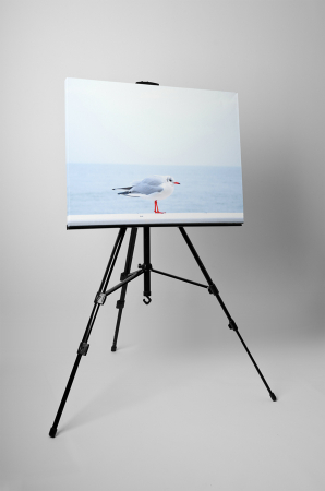 Tablou canvas : Pescarus micut [2]