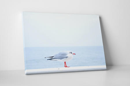 Animale - Tablou canvas : Pescarus micut