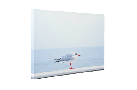 Tablou canvas : Pescarus micut [4]