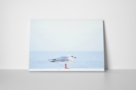 Tablou canvas : Pescarus micut [1]