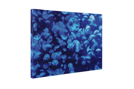 Tablou canvas : Meduze albastre [4]