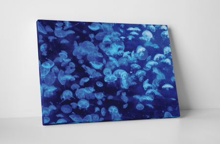 Animale - Tablou canvas : Meduze albastre