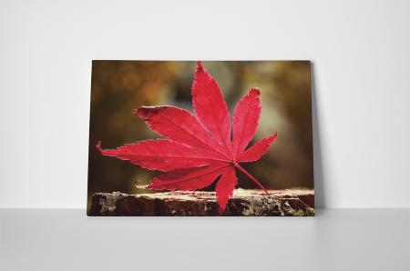 Tablou canvas : Frunze de toamna [1]