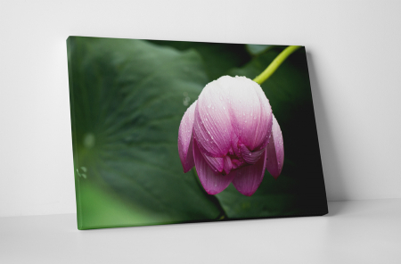 Tablouri Canvas - Tablou canvas : Boboc de floare mov