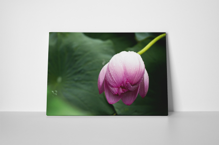 Tablou canvas : Boboc de floare mov [1]