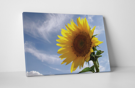 Tablouri Canvas - Tablou canvas : Floarea soarelui