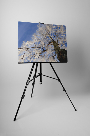 Tablou canvas : Copacul inghetat [2]