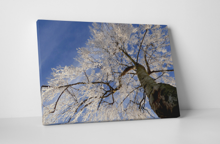 Natură - Tablou canvas : Copacul inghetat