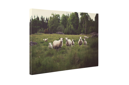 Tablou canvas : Oi pe camp [4]