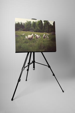 Tablou canvas : Oi pe camp [2]