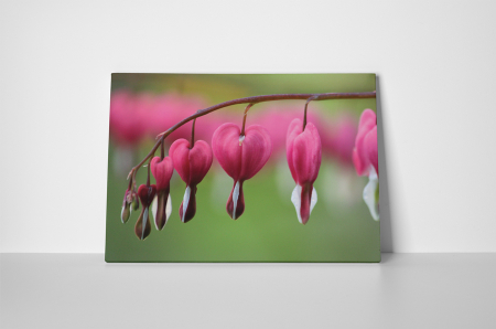 Tablou canvas : Lacrima inimioarei [1]